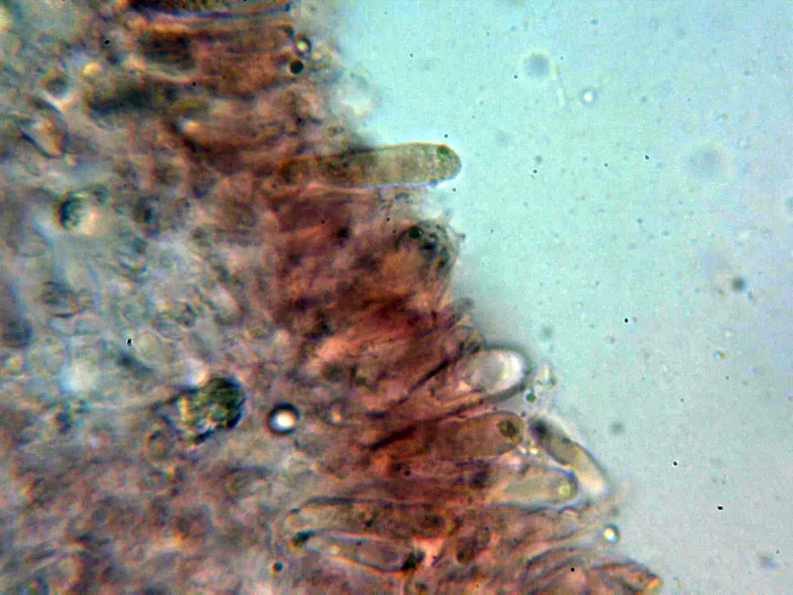 Microscopía de Lyophyllum aemiliae - 10 - Basidios arista